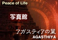 �A�K�X�e�B�A�̗t